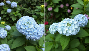 Skillnad hortensia och trädgårdshortensia – allt du behöver veta